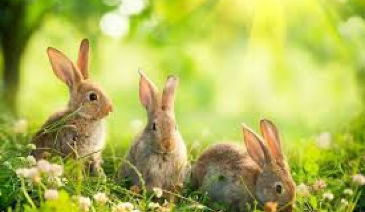 Fotka - Veľkonočné prianie